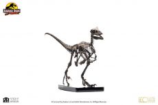 Jurassic Park Soška 1/4 Raptor Skeleton Bronze 46 cm Toynami